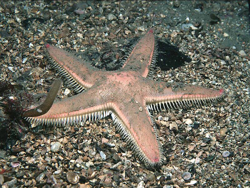 Astropecten irregularis